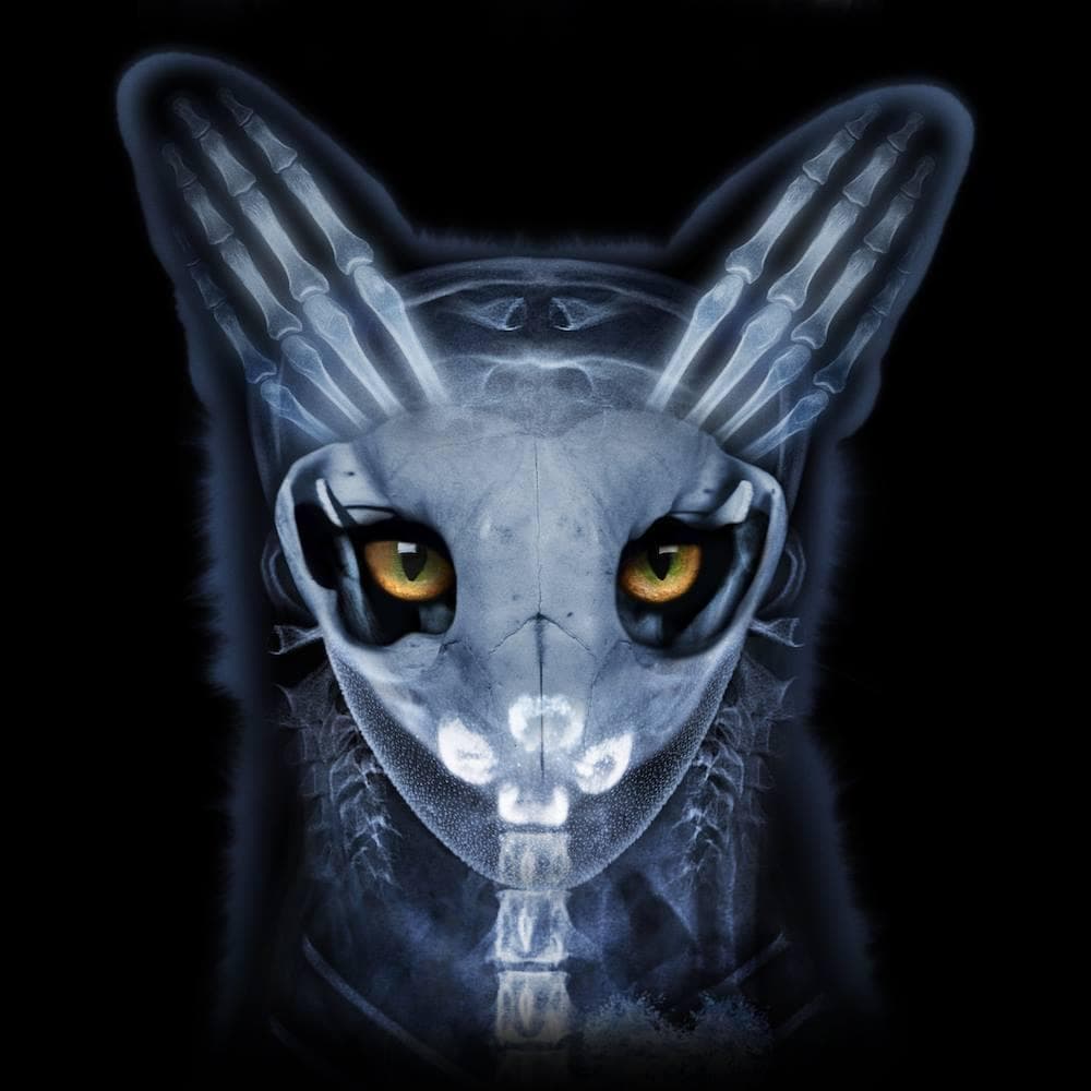 Galantis